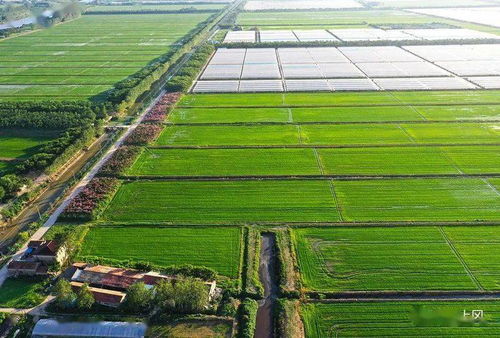 三港村 綠樹(shù)繁花映照下的現(xiàn)代農(nóng)業(yè)新畫卷